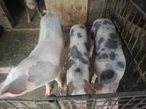 Vând porci  între  80-250 kg - imagine 3