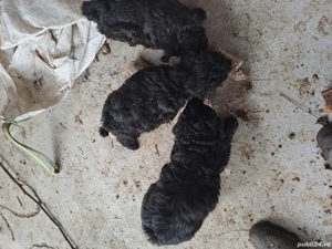 vand catei de intors oi