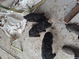 vand catei de intors oi - imagine 2