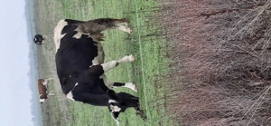 Vaca de vânzare  - imagine 2