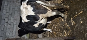 Vaca de vânzare  - imagine 4