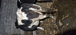 Vaca de vânzare  - imagine 5