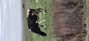 Vaca de vânzare  - imagine 3