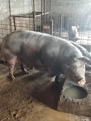 Porc pentru sacrificat - imagine 2