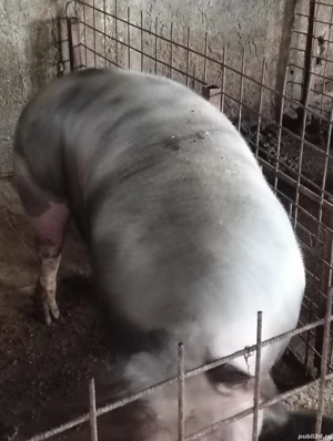 Porc pentru sacrificat - imagine 3