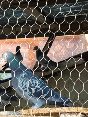 porumbei voiajori de matca  tineri si bătrâni  - imagine 2