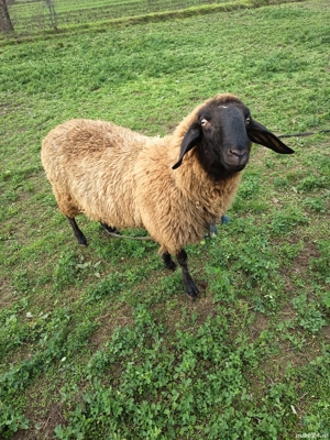 Berbec german de vânzare  - imagine 2