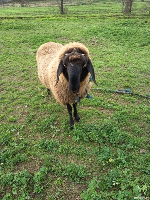 Berbec german de vânzare  - imagine 3