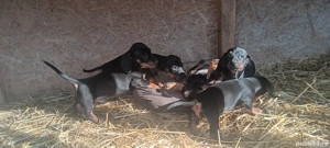 Catei tekel - imagine 3