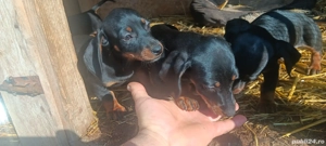 Catei tekel - imagine 2