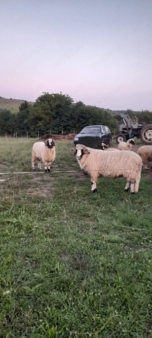 Berbeci de vanzare !!!