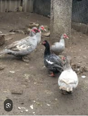 Rate mute de vinzare - imagine 2