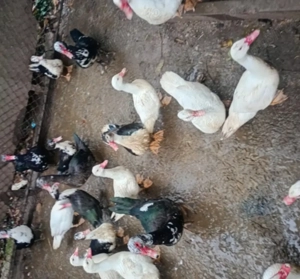 Rate mute de vinzare