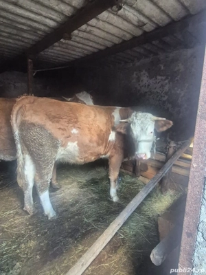 Junincă de vânzare în vârstă de doi ani 