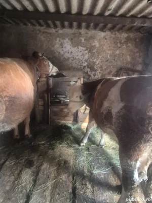 Junincă de vânzare în vârstă de doi ani  - imagine 3