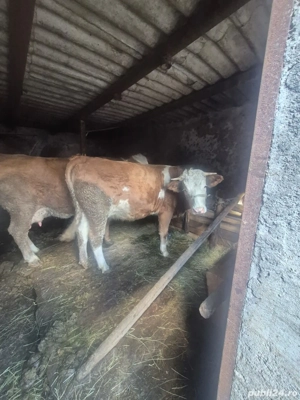 Junincă de vânzare în vârstă de doi ani  - imagine 2