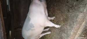 Porc de vânzare  - imagine 2