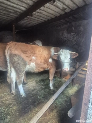 Junincă de vânzare în vârstă de doi ani  - imagine 4