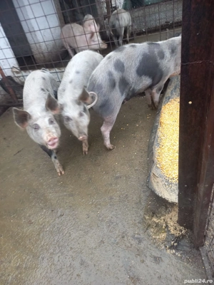 grasun petran - imagine 2