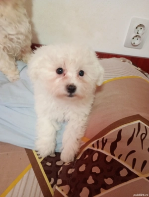 Bishon maltez  - imagine 2