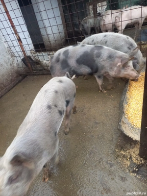 grasun petran - imagine 3