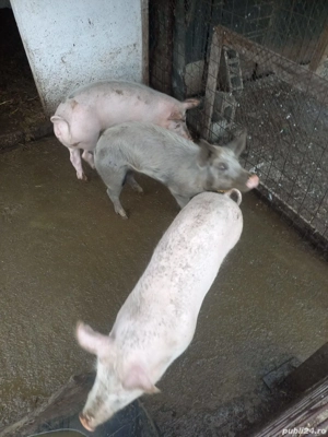 grasun petran - imagine 4