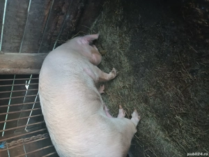 vand scroafa - imagine 5