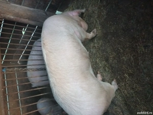 vand scroafa - imagine 3