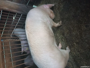 vand scroafa - imagine 4