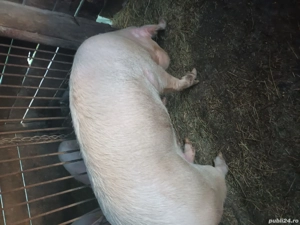 vand scroafa - imagine 2