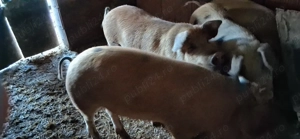 Vând porci pt sacrificat - imagine 2