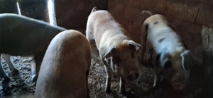 Vând porci pt sacrificat