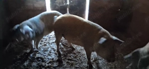 Vând porci pt sacrificat - imagine 4