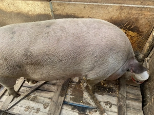 Vând purcea 320kg - imagine 2