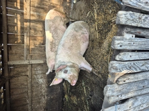 Porci vanzare crescuți 