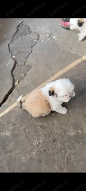 Shih-tzu pui disponibili  - imagine 2