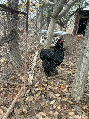 gaina brahma  - imagine 3