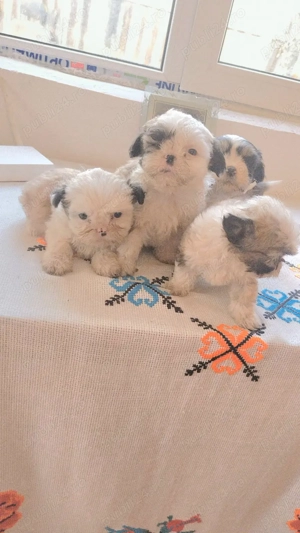 Shih-tzu pui disponibili 