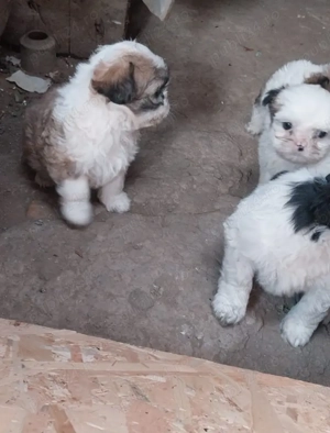 Shih-tzu pui disponibili  - imagine 4