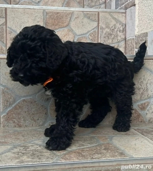 catei Snoodle Dog ( fara pedigree )