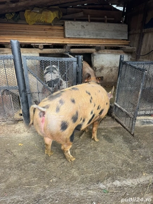 vand porc  - imagine 2