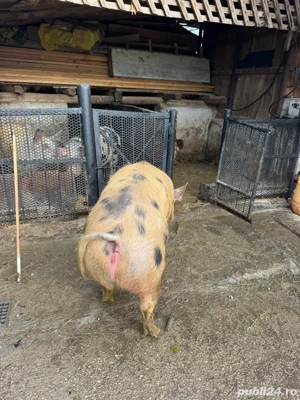 vand porc  - imagine 4