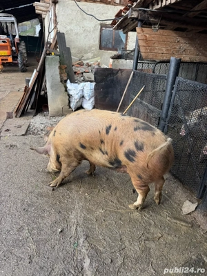 vand porc  - imagine 3