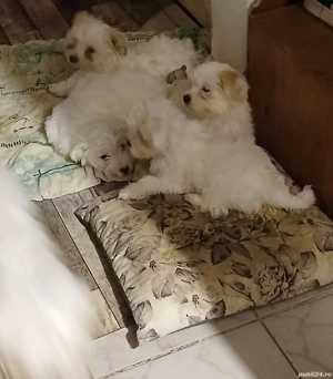 Vând pui bichon vaccinați  - imagine 5
