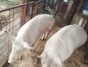 Porci de vanzare diferit rase și marimi - imagine 3