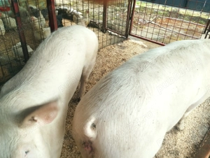 Porci de carne diferite rase  - imagine 2