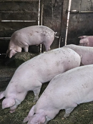 Porci pentru sacrificat - imagine 2