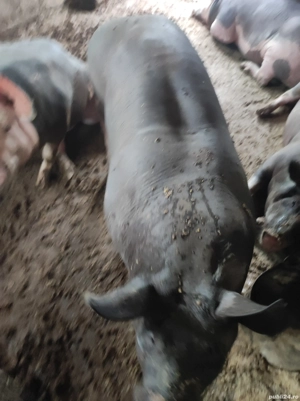 porci de carne de vînzare 