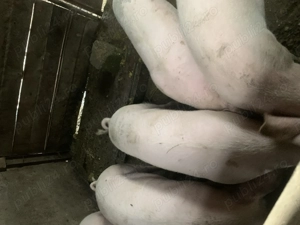 Porci pentru sacrificat - imagine 5