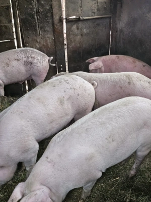 Porci pentru sacrificat - imagine 3